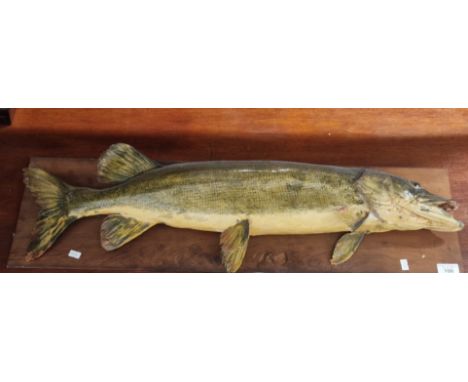 Taxidermy - specimen study of a Pike on pine wooden board. 80cm long approx. (B.P. 21% + VAT)