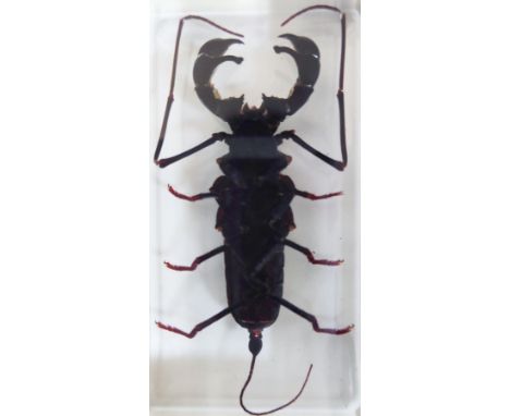 A whip scorpion in resin block, length 2.75"