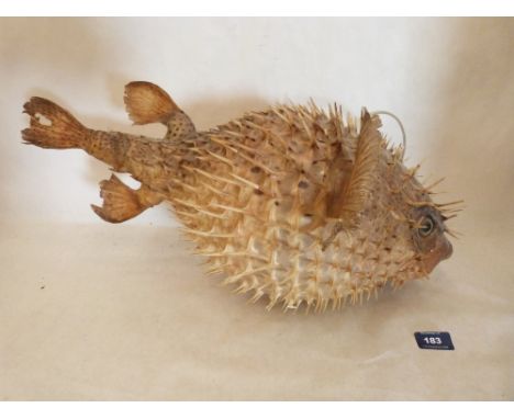 A preserved pufferfish (tetradontidae), adapted as a hanging lamp. 22' long