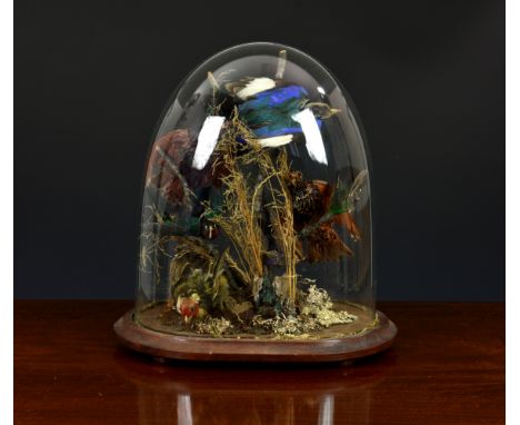 A Victorian taxidermy study of nine exotic birds, in naturalistic setting, on wooden plinth under glass dome, 15¾in. (40cm.) 