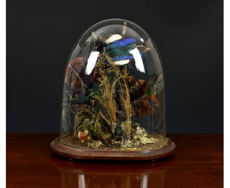 A Victorian taxidermy study of nine exotic birds, in naturalistic setting, on wooden plinth under glass dome, 15¾in. (40cm.) 