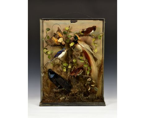 A Victorian taxidermy study of six exotic birds, in naturalistic setting, cased within a glass panelled display, 20¾ x 7 1/8i