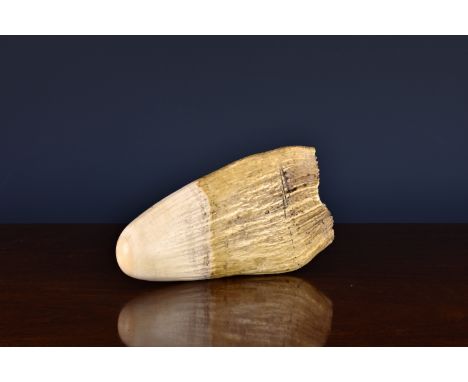 An antique Sperm Whale tooth - uncarved, measuring 7in. (17.8cm.). * Please note that this lot may be subject to internationa
