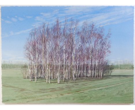 Lillias August (b.1955) - Birch Grove, watercolour, signed lower right, bearing Langham Fine Art Gallery label verso, 52 x 70