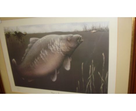 Ltd Edition sign & endorsed print Carp to Crust by Sheila Tilmouth 444/500 F&G 29 cms x 43 cms Fishing Interest 