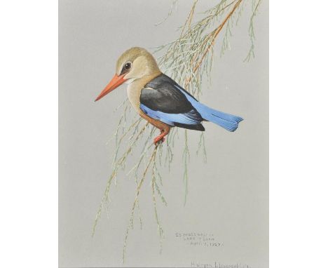 Fuertes (Louis Agassiz). Album of Abyssinian Birds and Mammals, from paintings by Louis Agassiz Fuertes, Chicago, Field Museu