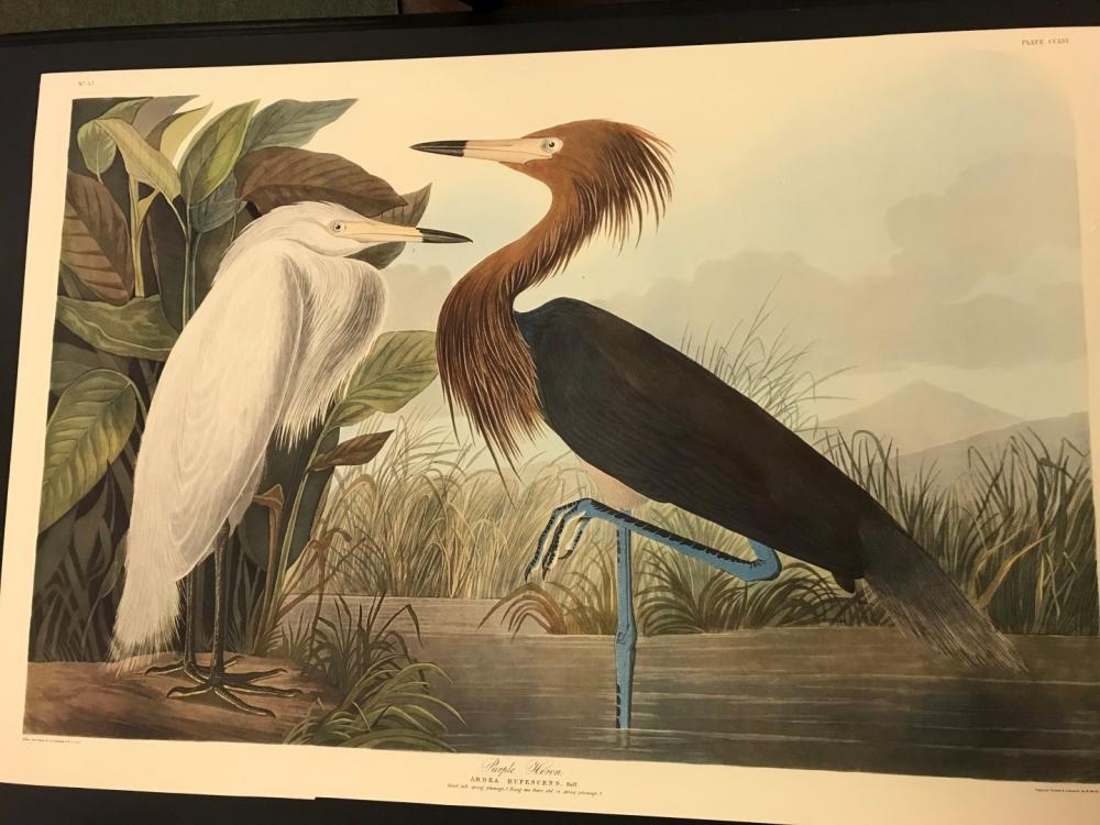 A Group Of 10 Colour Reproduction Botanical Bird Prints After Audubon