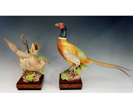 A pair of Royal Worcester porcelain ring-necked pheasants modelled by R. Van Ruyckevelt, limited editions 375/500, the female