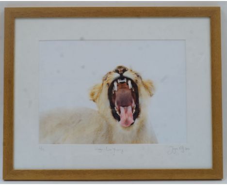 A modern photographic print, 'Kruger, Lion Yawning', limited edition 2/12, indistinctly signed and dated '2016', held in a mo