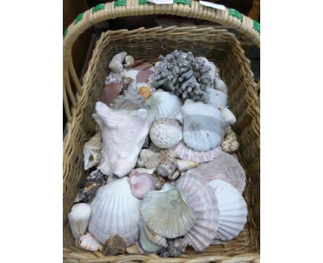 A basket of sea shells and coral