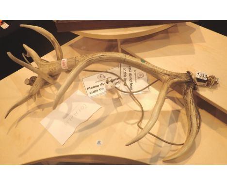 Unusal table lamp made from stag antlers, H: 70 cm