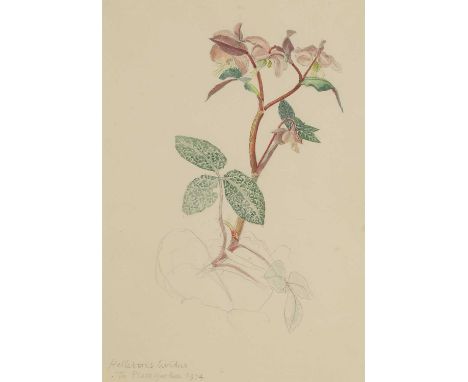 ▴ John Aldridge RA (1905-1983)'Helleborus Lividus'inscribed and dated 'Helleborus Lividus/The Place Garden 1974' l.l., pencil
