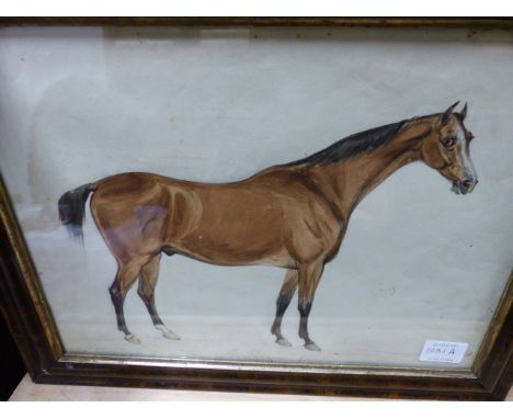 19th/20th.C.ENGLISH SCHOOL.  A PORTRAIT OF A STALLION, AN INSCRIBED WATERCOLOUR.   24 x 32cms.