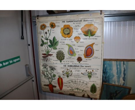 A botanical poster