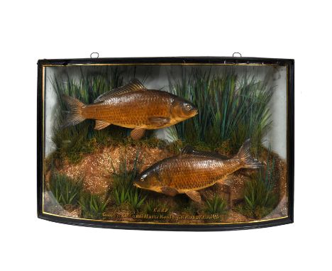 Two Carp's mounted in a naturalistic background, and in a bow front glazed and wooden case. With gilt lettering, 'Carp, Caugh