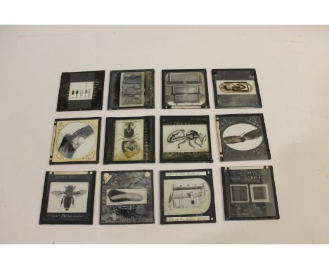 2 boxes of glass Magic Lantern slides, with the majority relating to Bee's and Bee Keeping. Some with retailers labels includ