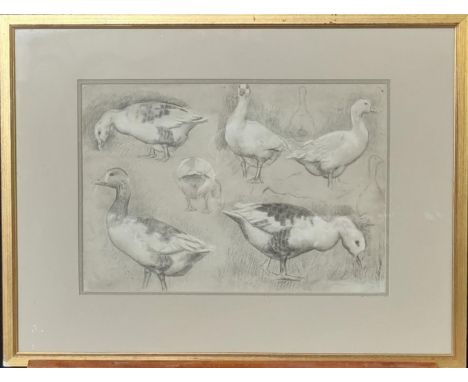 Ralph Todd (British 1856-1932), 'No. 18, study of geese'.  Pencil sketch.  Fosse Gallery exhibition label verso.  30x45cm app