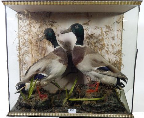 Taxidermy: A Pair of Victorian Cased Mallard Ducks (Anas platyrhynchos), two full mount drakes, both stood upon faux rocks am