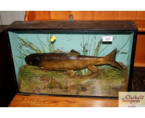 A cased and preserved chub, in glazed case, fish measures approx. 15" long