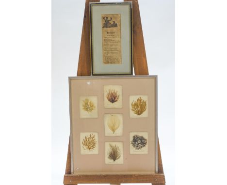 A framed group of  seven 19th century seaweed specimans, each titled in ink, overall 51cm x 44cm and a Political print
