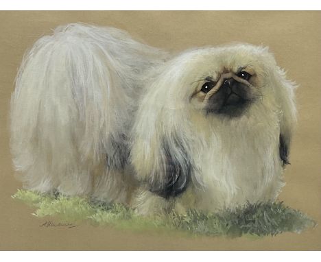 English School (20th century): Portrait of Pekingese Dog, watercolour signed 36cm x 46cm