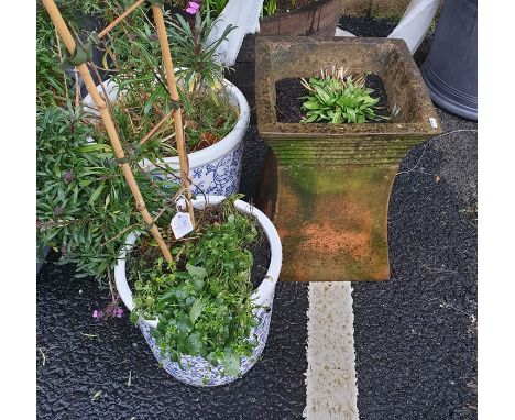 Two white and blue ceramic planters containing wall flowers and violas and one reclaimed waisted chimney pot (3) 