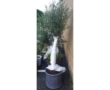 Standard olive tree, approx 2m high planted in a lead lookalike circular planter 
