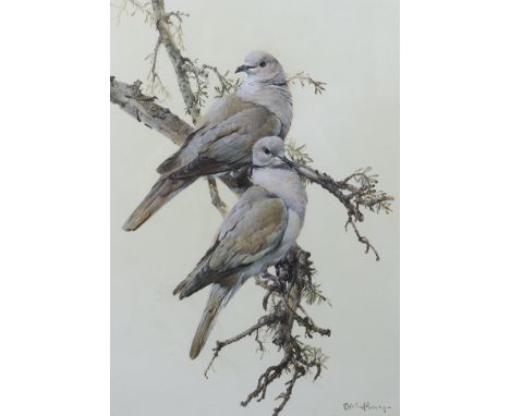 § § Edwin Penny (English, 1930-2016) 'Collared doves'watercolour and gouachesigned50.5 x 36.5cm**conditionreport**Probably so