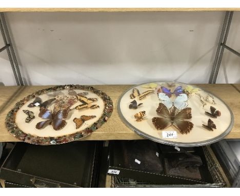 2 VINTAGE MOUNTED BUTTERFLY CONVEX DISPLAYS