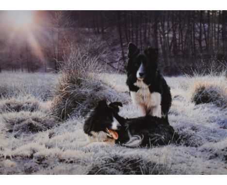 After Steven Townsend (b.1955, British), coloured print, 'Early Light', Two border collie dogs, signed in pencil to the lower