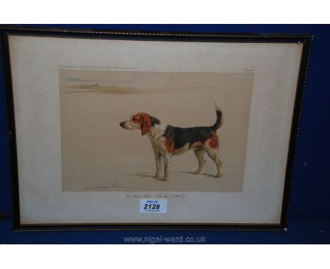 An original 1903 coloured Print of Archie, from Stoke Place Hunting Beagle Pack by dog artist Maud Earl, Archie was the champ