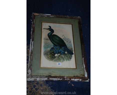 A Print of Phalacrocorax Graculus.