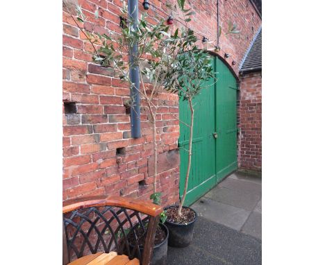 A PAIR OF LARGE GARDEN TREES IN POTS