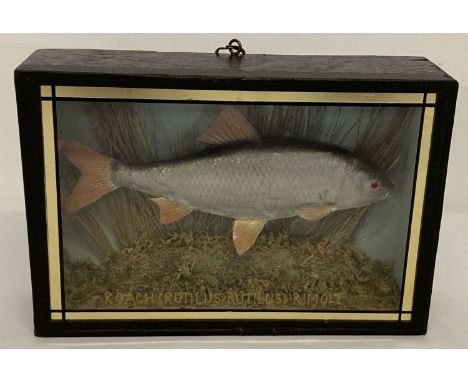 A cased vintage taxidermy of a Common Roach with foliage, in a wooden glass fronted case. Hand painted in gilt to glass "Roac