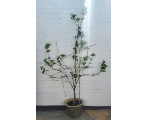 A mature 10ft tall apple tree in large planter 