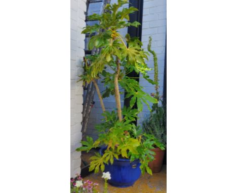 A large mature castor oil plant in drip glazed blue planter 