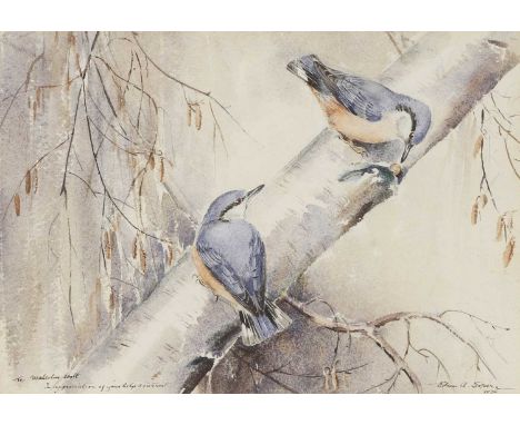 * Eileen Alice Soper (1905-1990)Nuthatchessigned 'Eileen A. Soper 1976' l.r., also inscribed 'To Malcolm Holt, In appreciatio
