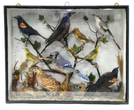 Taxidermy. A Late XIX Century Case of Nine Birds and a Rodent, all mounted on branches amidst grasses within an ebonised glaz