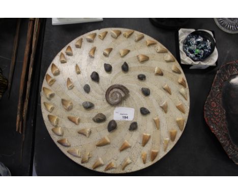 Hardwood Tray and a Fossilised Display of Teeth and Shells