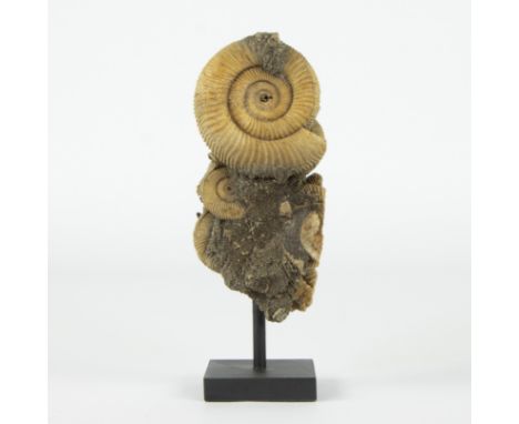 Ammonite, Dactylioceras athleticum, Jurassic (210 million y), Forcheim, GermanyAmmoniet, Dactylioceras athleticum, Jura (210 