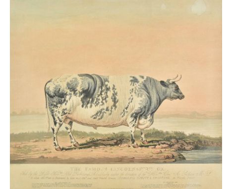*Barenger (James, 1780-1831). The Famous Lincolnshire Ox, fed by the Right Honble. Lord Yarborough Brocklesby under the direc
