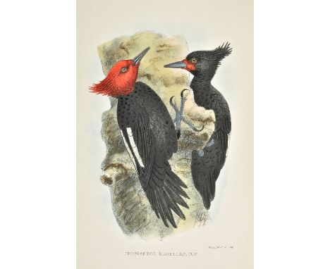 Crawshay (Richard). The Birds of Tierra del Fuego, 1st edition, Bernard Quaritch, 1907, half-title, 25 photogravure plates of