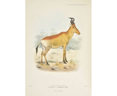 Sclater (Philip Lutley and Oldfield Thomas). The Book of Antelopes, 4 volumes, 1894-1900, 100 fine hand-coloured lithographed