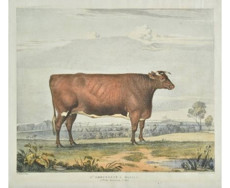 *Walter (H. lithographer). Mr. Arbuthnot's Olivia. 3 Yrs. old. Herd Book. p. 567., circa 1870, lithograph with contemporary h