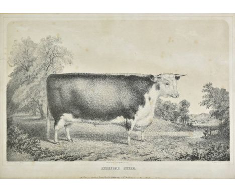 *Gauci (A. M. lithographer). Hereford Steer. Age 2 years 0 months, 3 weeks, Bred and exhibited by Richd. ? Esq. Salop, publis