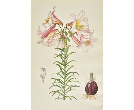 [Elwes, Henry John]. A Supplement to Elwes' Monograph of the Genus Lilium, by A. Grove (&amp; others), parts 1-9, London, 193