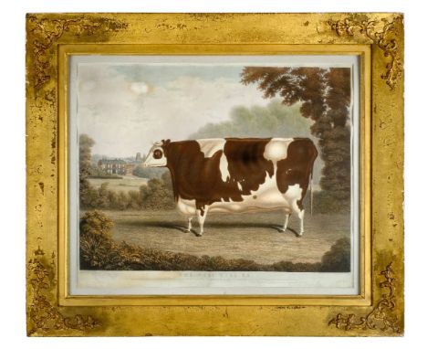 *Reeve (Richard Gilson, 1803-1889). The West Keal Ox, Winner of the II Class Premium of Twenty Sovereigns &amp; Silver Medal 