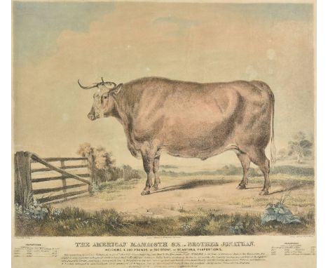 *Fairland (Thomas). The American Mammoth Ox - Brother Jonathan. Weighing 4,000 pounds or 500 stone, of beautiful proportions.