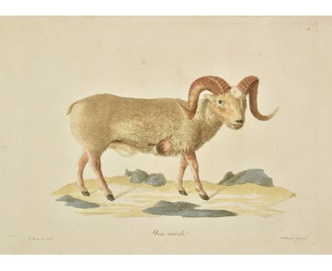 Eschscholtz (Johann Friedrich von). Zoologischer Atlas, enhaltend Abbildungen und Beschreibungen neuer Thierarten, w„hrend de