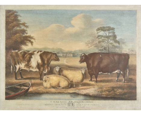 *Davis (William Henry). To the Right Honourable George John Warren, Lord Vernon. This print of two Short Horned Oxen and Shee